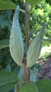 milkweed pods 2015